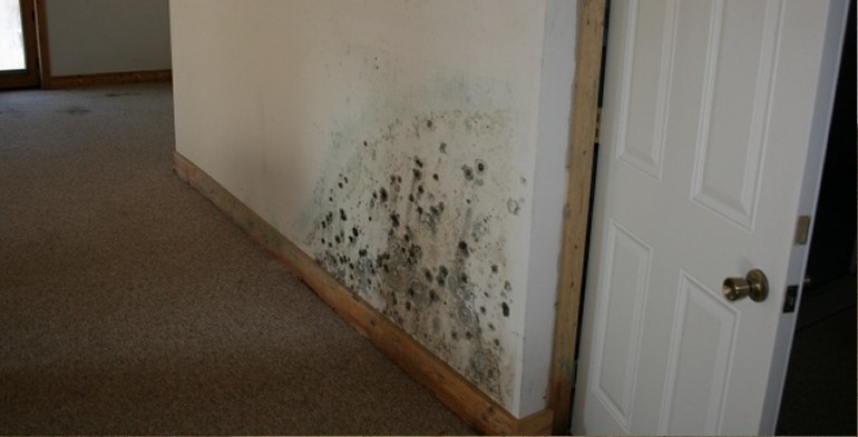 mold removal