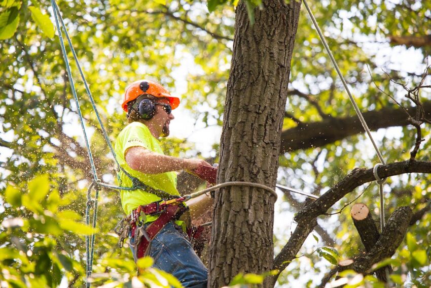 tree trimming inAshburn