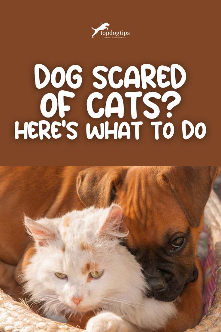 why dogs scared of cats