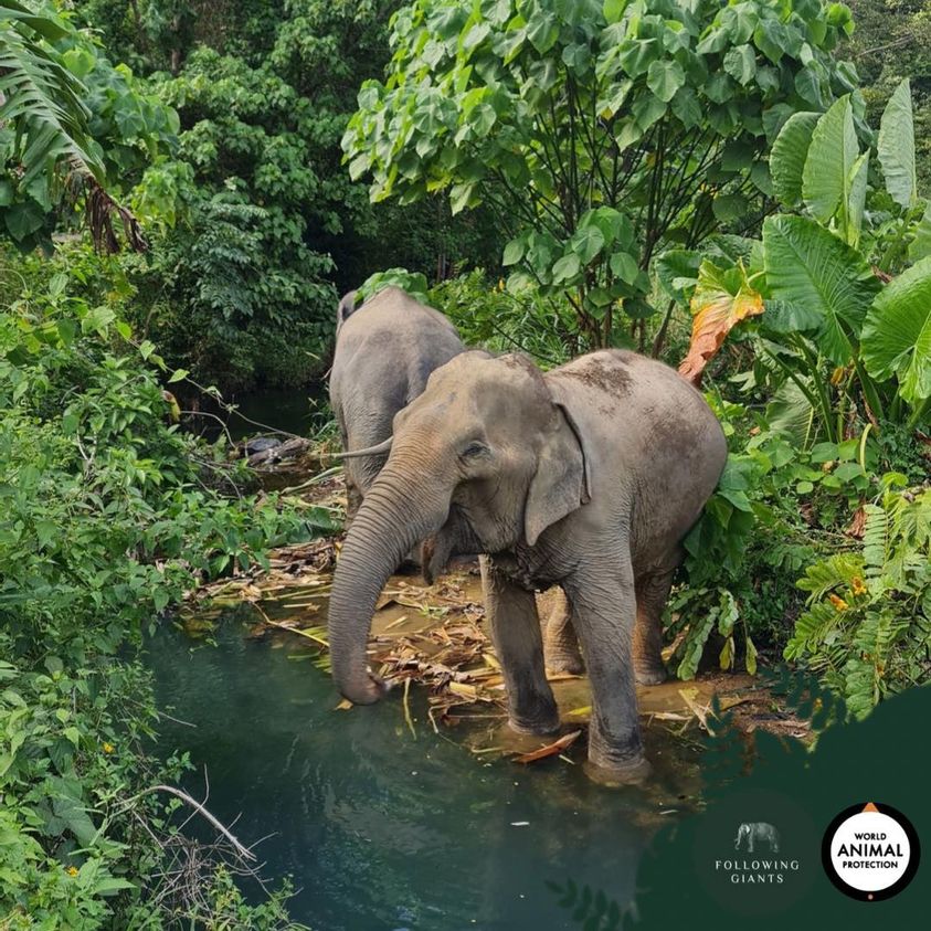 Koh Lanta Ethical Elephant Camps