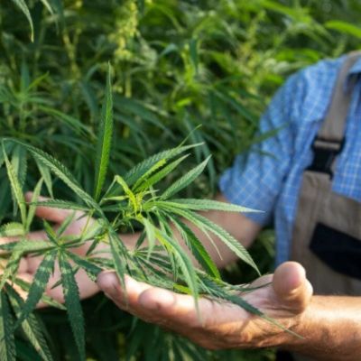 organic insecticides
