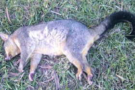 dead animals