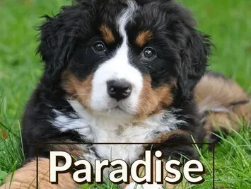 Family friendly dog breeds