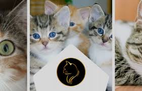 Cat Strip Feeder uae