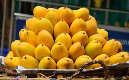 UAE Becomes the Biggest Importer of Pakistani Mangoes