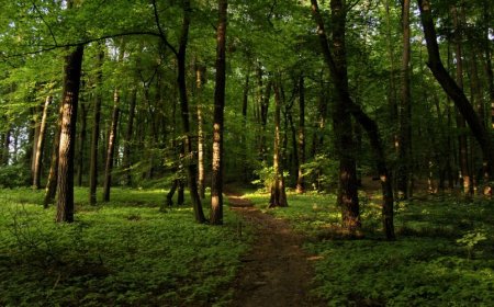 Punjab Govt to Establish 978 Acre Natural Forest in Lahore