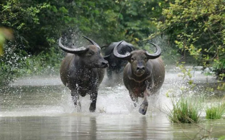 Indonesia Chooses Pakistan Over India for Buffalo Meat