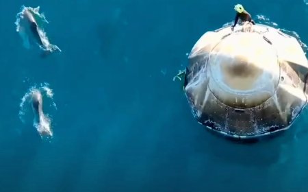 Dolphins Welcome NASA's Stuck Astronauts Returning to Earth