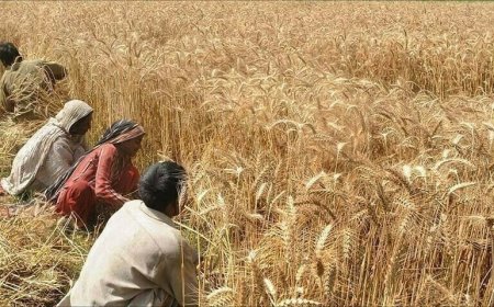Punjab Unveils Rs15B Aid Package for Wheat Farmers