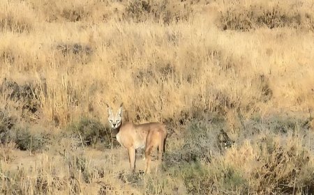 Rare caracal cat spotted for first time in cholistan desert