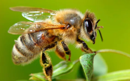 2025: 70% Bee Loss Threatens Global Agriculture