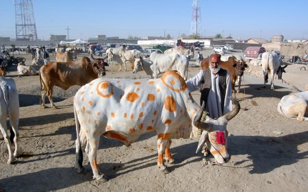 Punjab Earns Rs 6.59B from Eid-ul-Adah Cattle Market Auctions