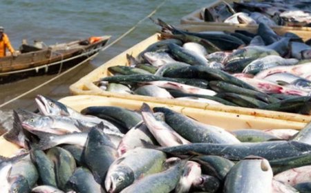 Pakistan’s Seafood Exports Rise 20.5% to $489.2M in 11 Months