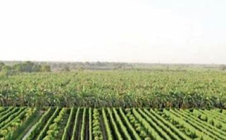 Pakistan-China Smart Agriculture Lab Launched to Revolutionize Farming