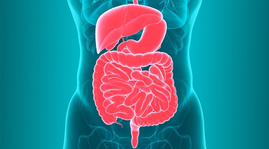 The Power of Gut Health: How It Affects Mental Wellbeing