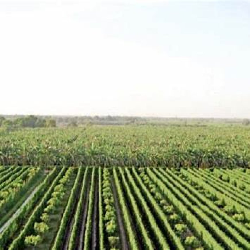 Pakistan-China Smart Agriculture Lab Launched to Revolutionize Farming