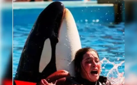 Jessica Radcliffe Orca Attack Video Is Fake – Full Truth Revealed