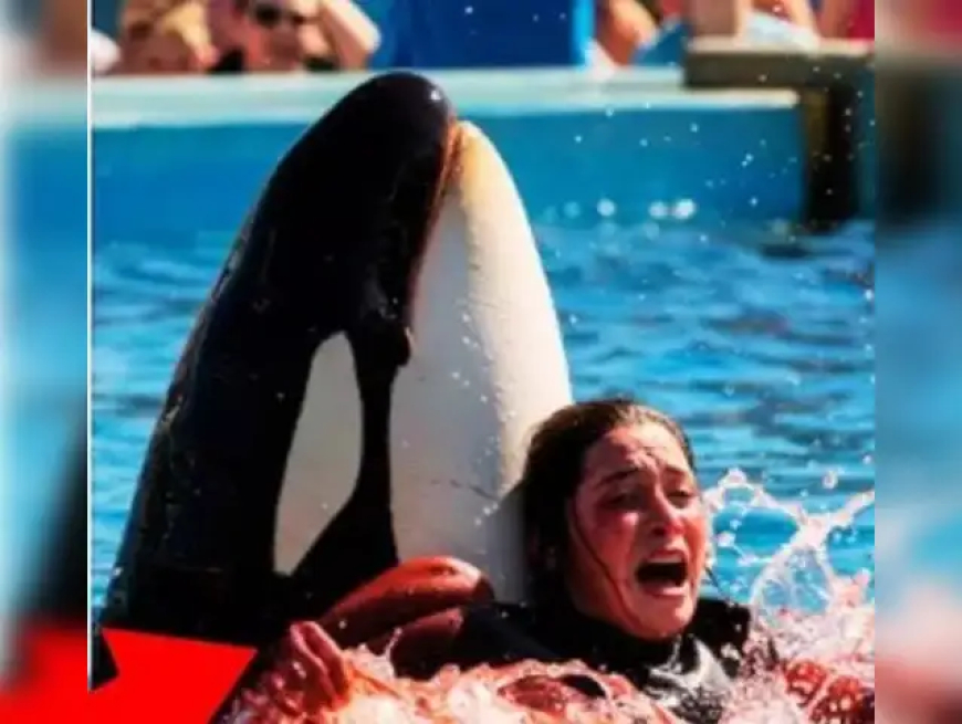 Jessica Radcliffe Orca Attack Video Is Fake – Full Truth Revealed