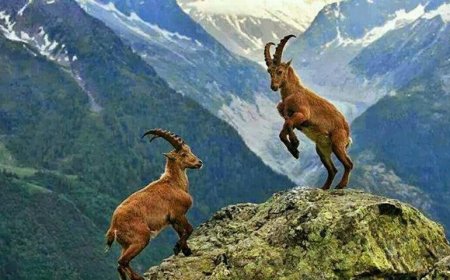 World Record Fee Paid for Astore Markhor Hunting Permit