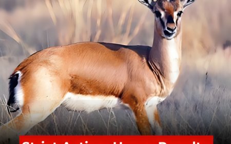 Strict Action: Heavy Penalty for Illegal Gazelle Hunting in Punjab