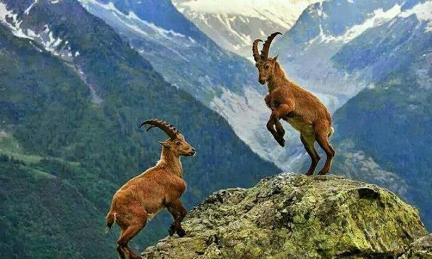 World Record Fee Paid for Astore Markhor Hunting Permit