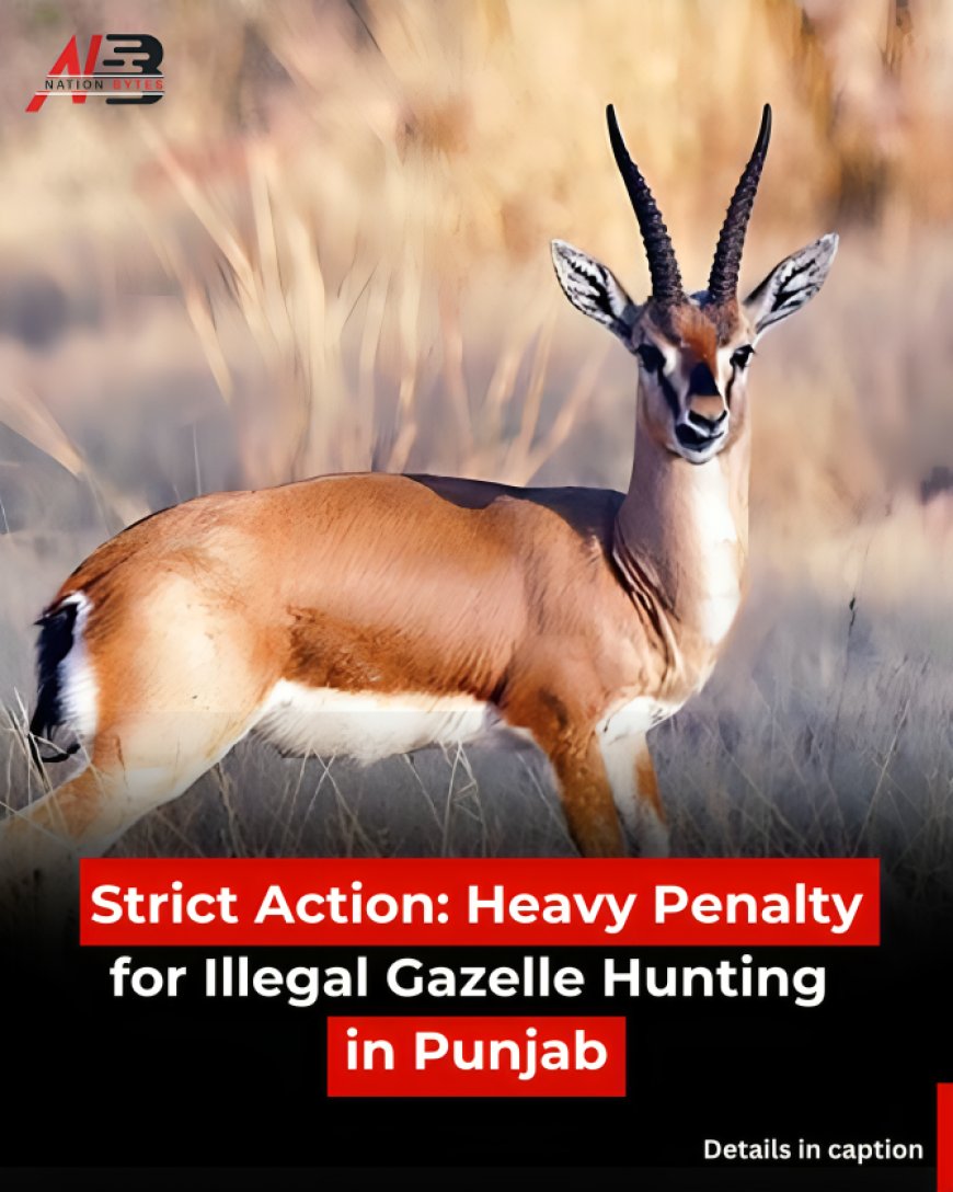 Strict Action: Heavy Penalty for Illegal Gazelle Hunting in Punjab