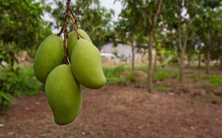 Middlemen Avoid Mango Orchard Contracts in Pakistan