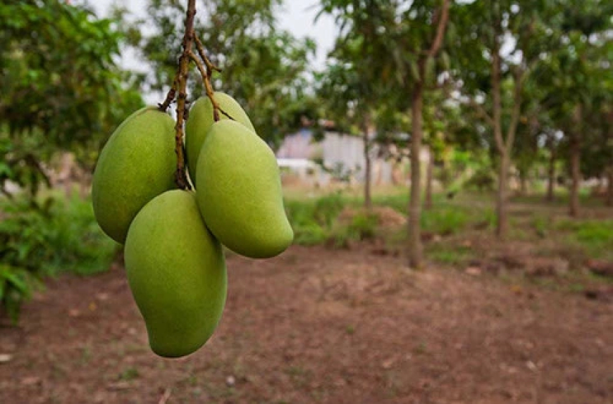 Middlemen Avoid Mango Orchard Contracts in Pakistan