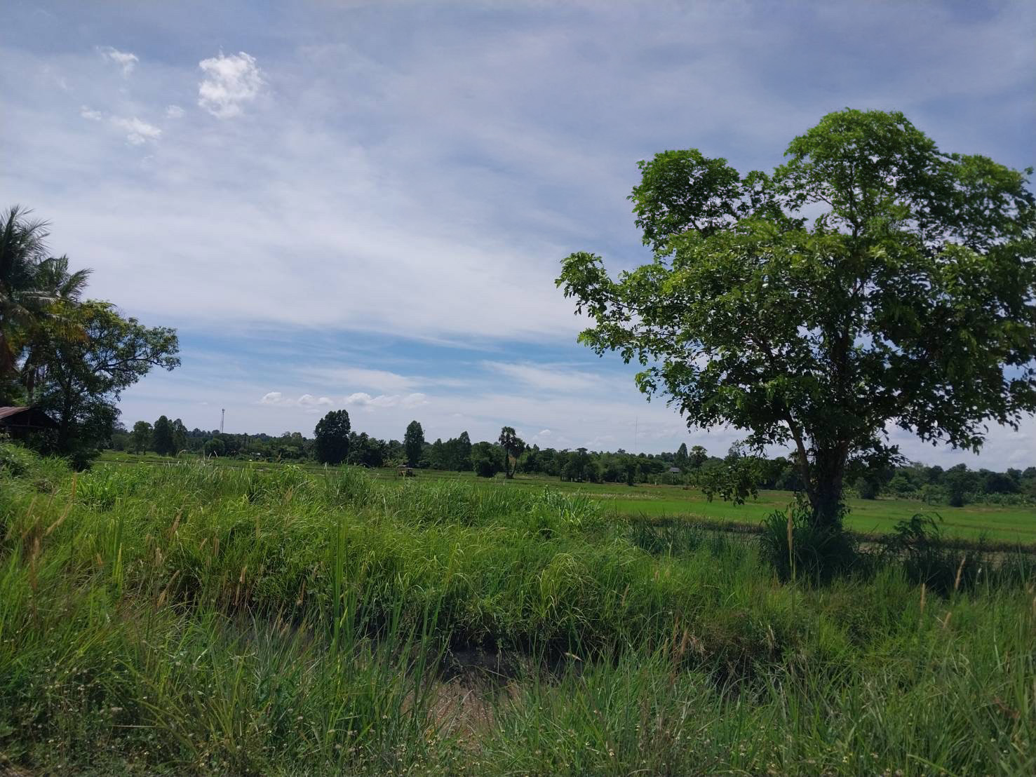 ที่ดินเปล่า : ที่ดินเปล่ากาฬสินธุ์