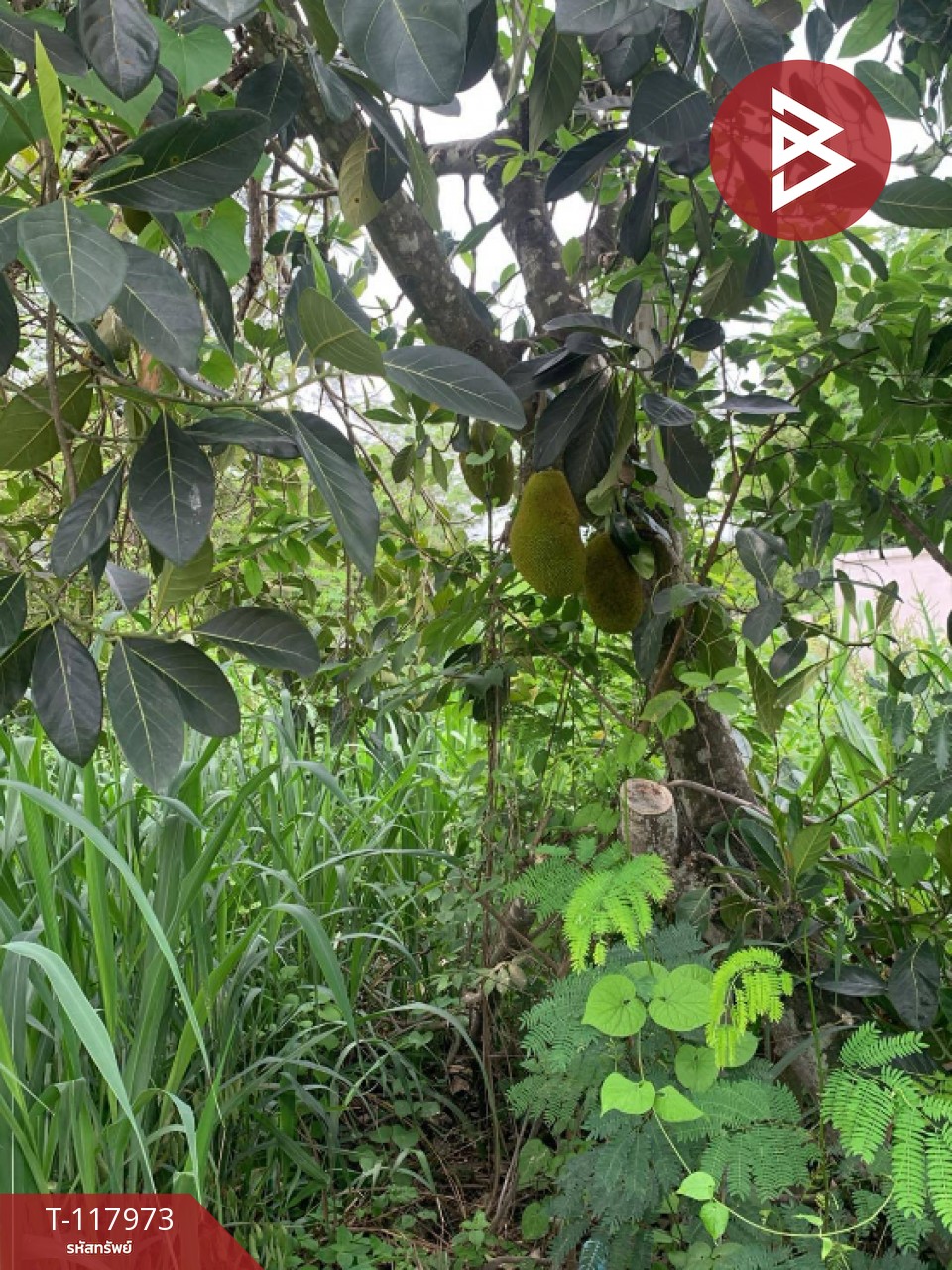 ขายที่ดิน เนื้อที่ 80 ตร.วา จอมบึง ราชบุรี
