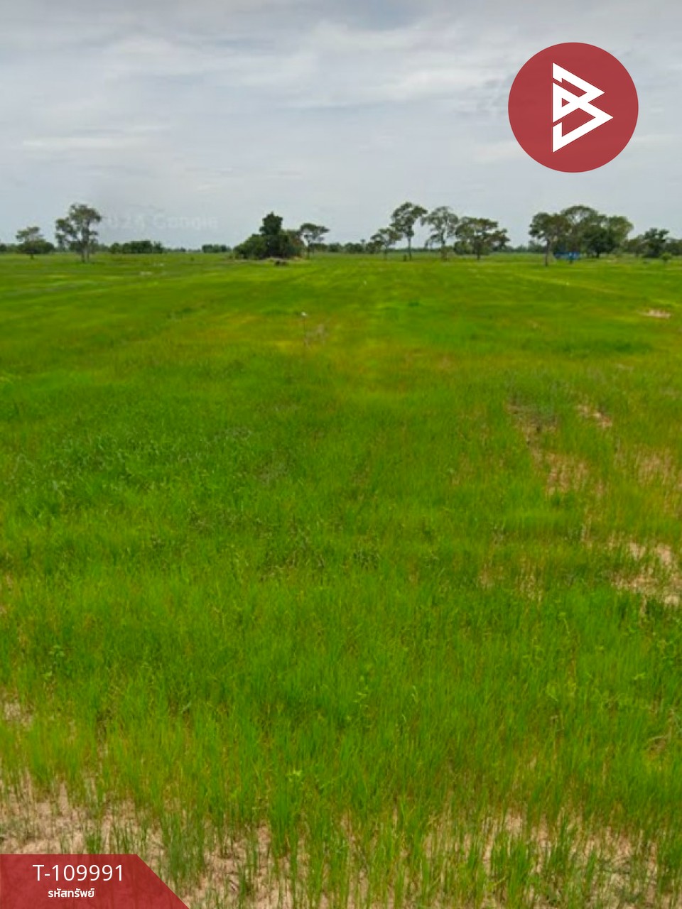 ขายที่ดิน เนื้อที่ 14 ไร่ 22 ตร.วา เมืองยาง นครราชสีมา