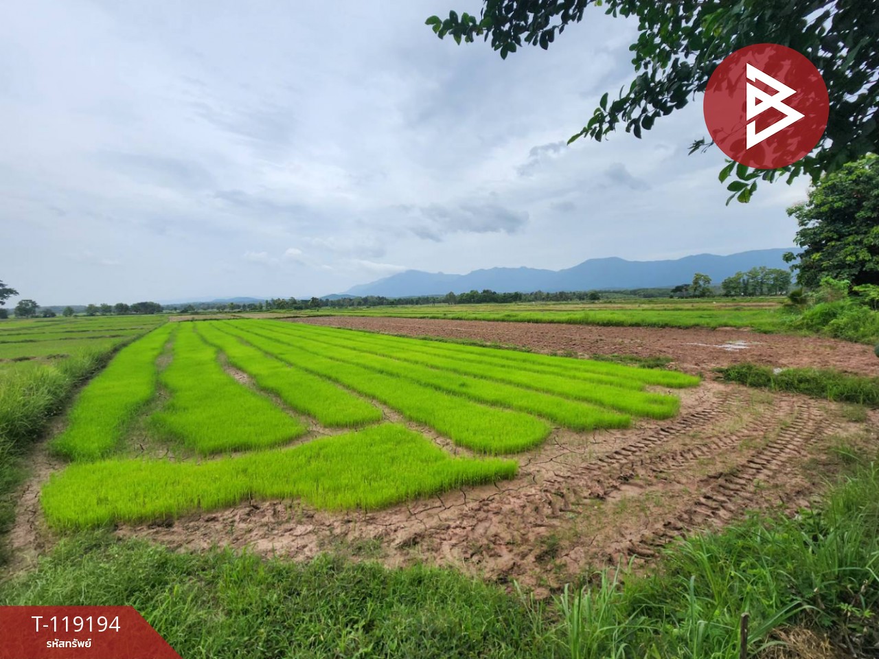 ขายที่ดิน เนื้อที่ 4 ไร่ 98 ตร.วา ท่าจำปี พะเยา