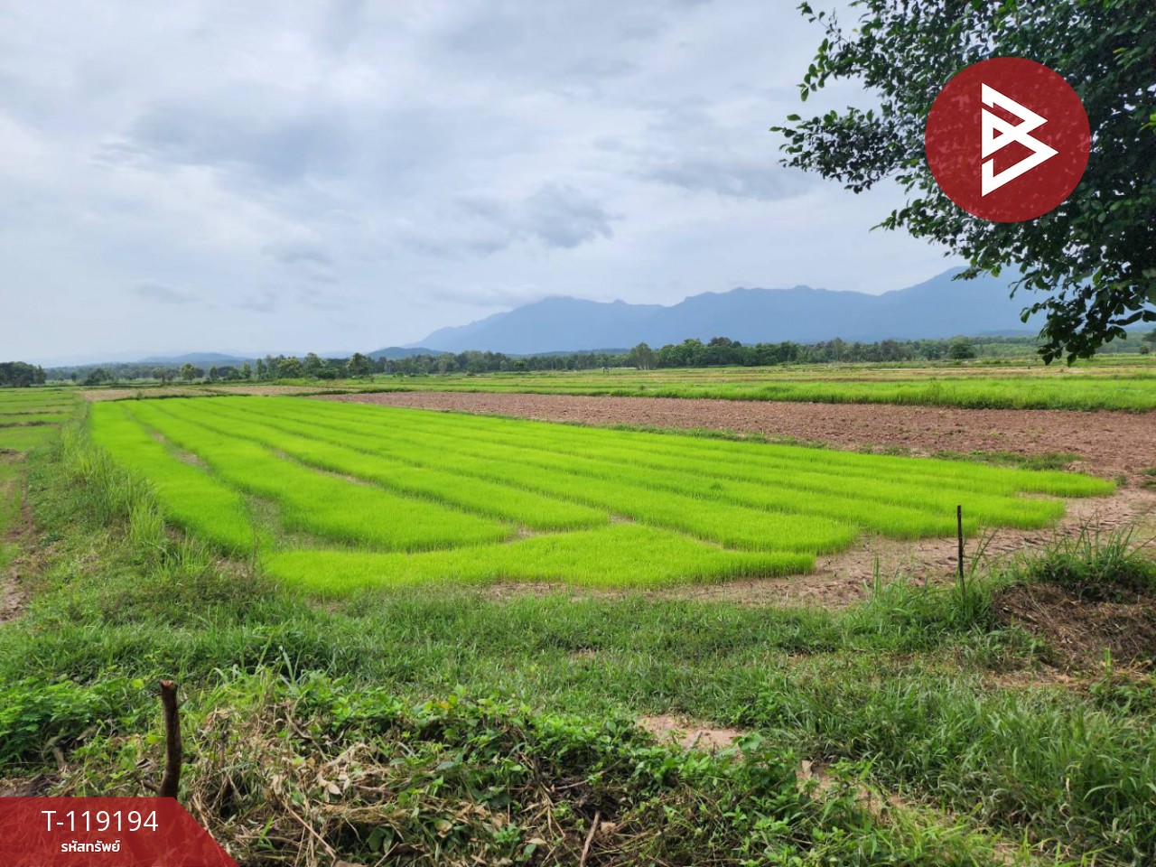 ขายที่ดิน เนื้อที่ 4 ไร่ 98 ตร.วา ท่าจำปี พะเยา