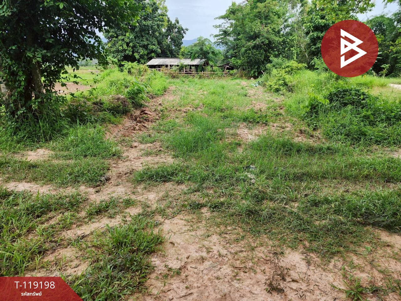 ขายที่ดิน เนื้อที่ 62 ตร.วา ท่าจำปี พะเยา