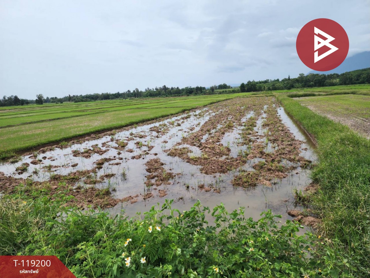 ขายที่ดิน เนื้อที่ 1 ไร่ 1 งาน 81 ตร.วา ท่าจำปี พะเยา