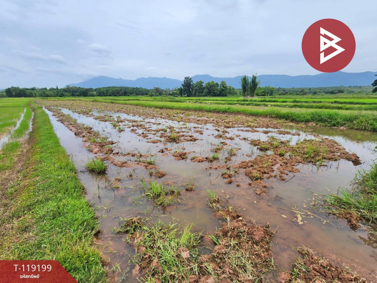 ขายที่ดิน เนื้อที่ 2 ไร่ 3 งาน 44.6 ตร.วา ท่าจำปี พะเยา