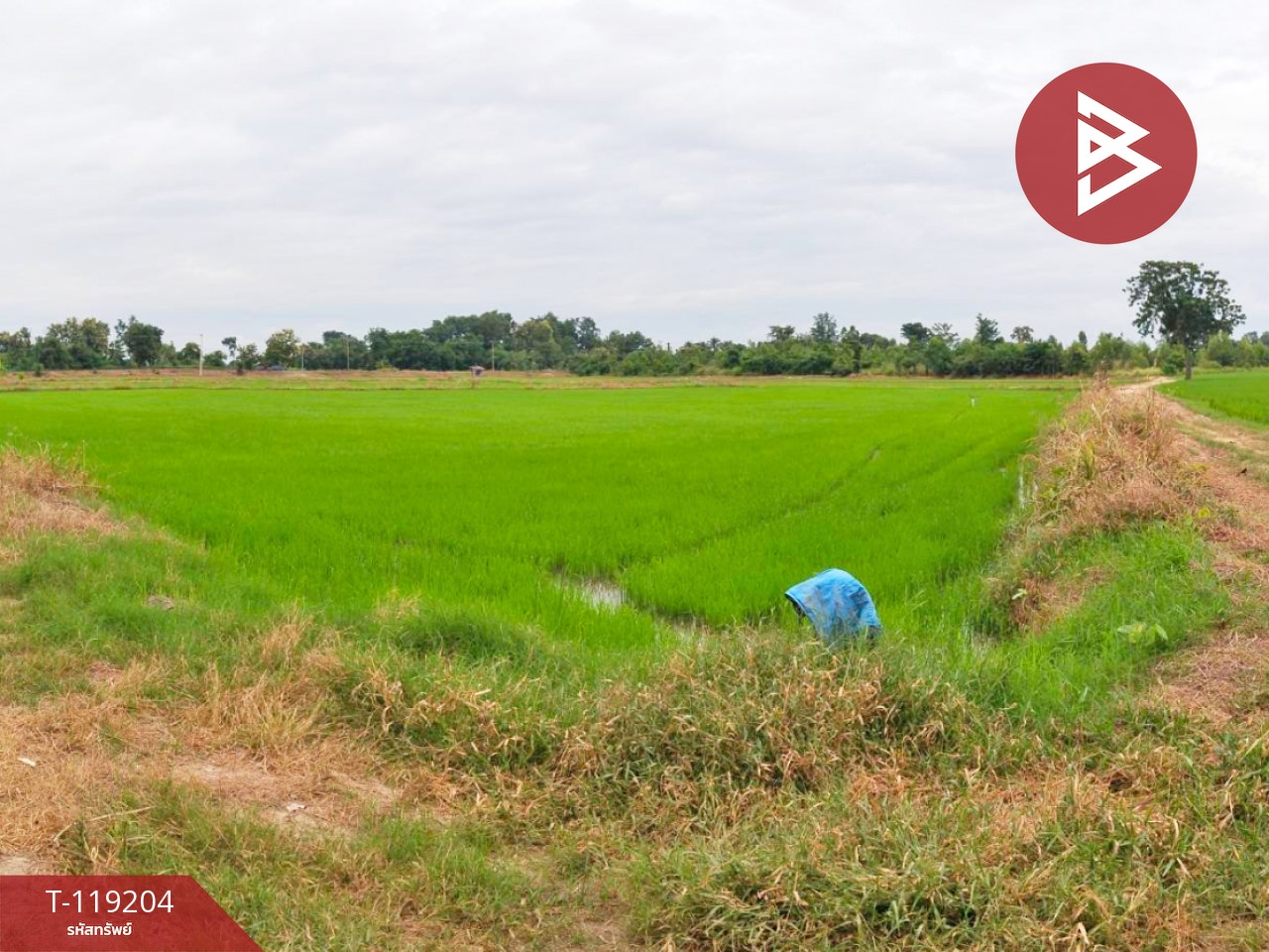 ขายที่ดิน เนื้อที่ 29 ไร่ 91 ตร.วา ดงเจริญ พิจิตร
