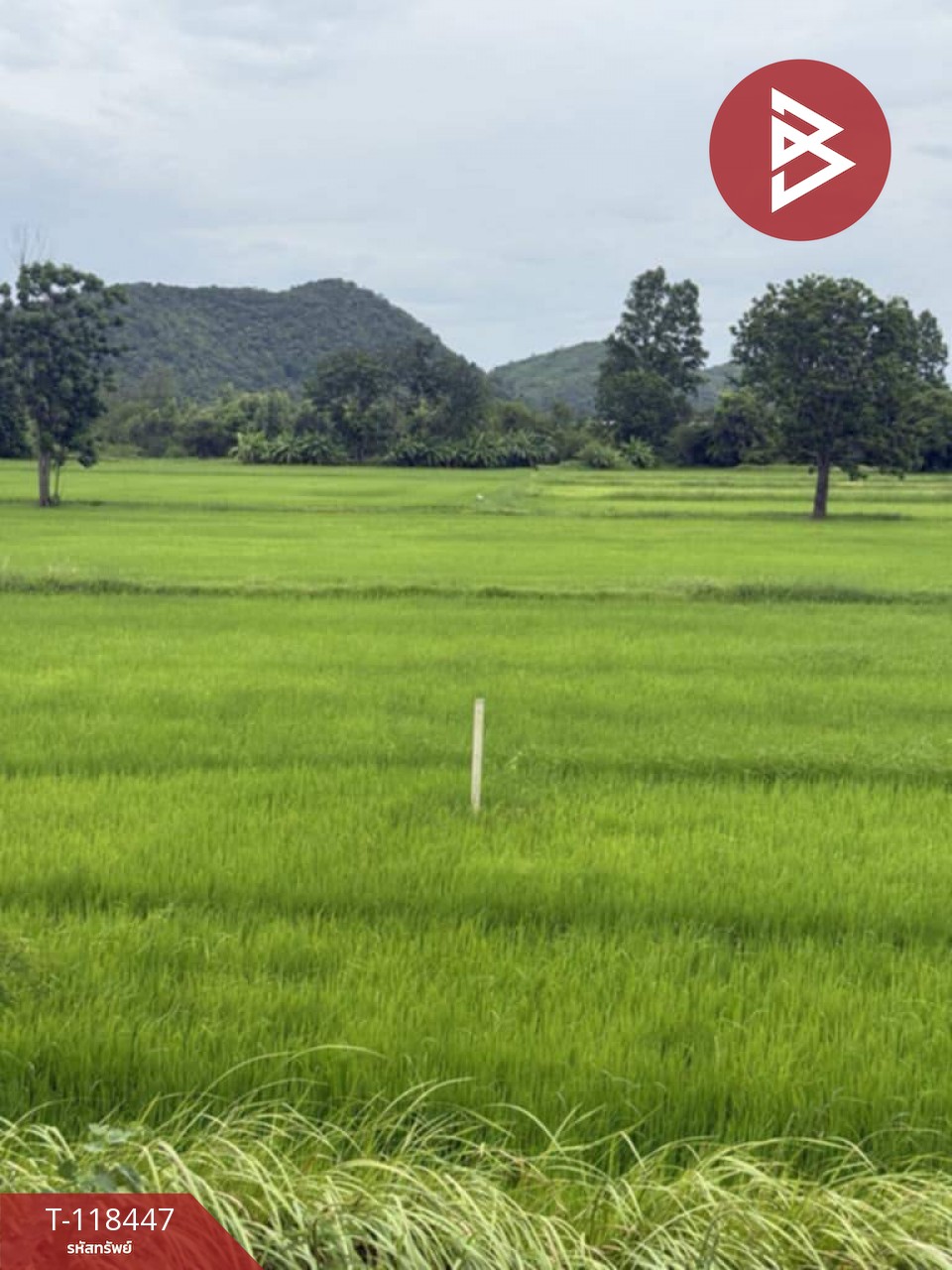 ขายด่วนที่ดิน เนื้อที่ 4 ไร่ หันคา ชัยนาท