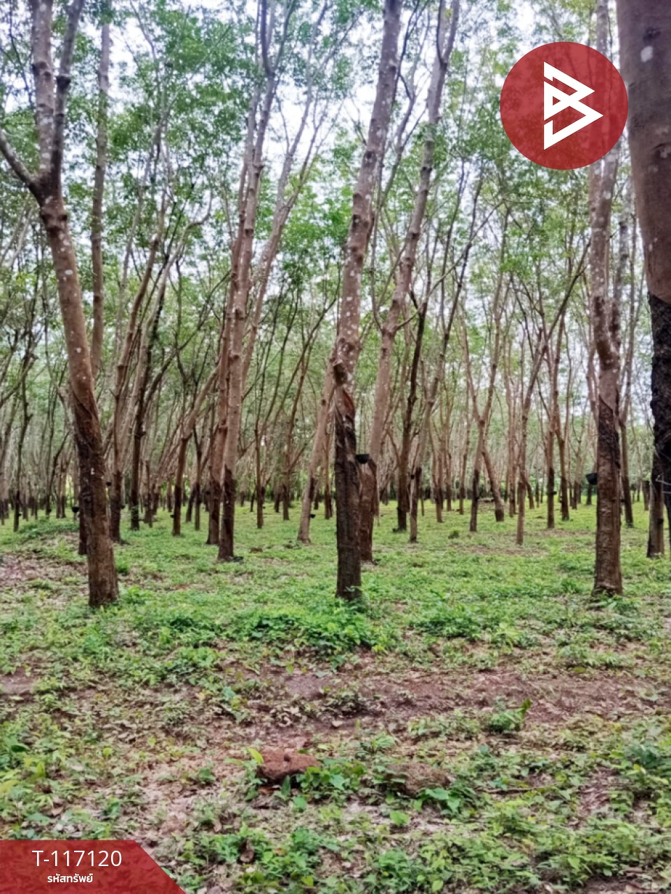 ขายที่ดิน เนื้อที่ 12 ไร่ บ้านม่วง สกลนคร