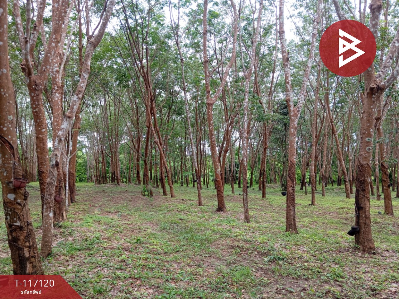 ขายที่ดิน เนื้อที่ 12 ไร่ บ้านม่วง สกลนคร