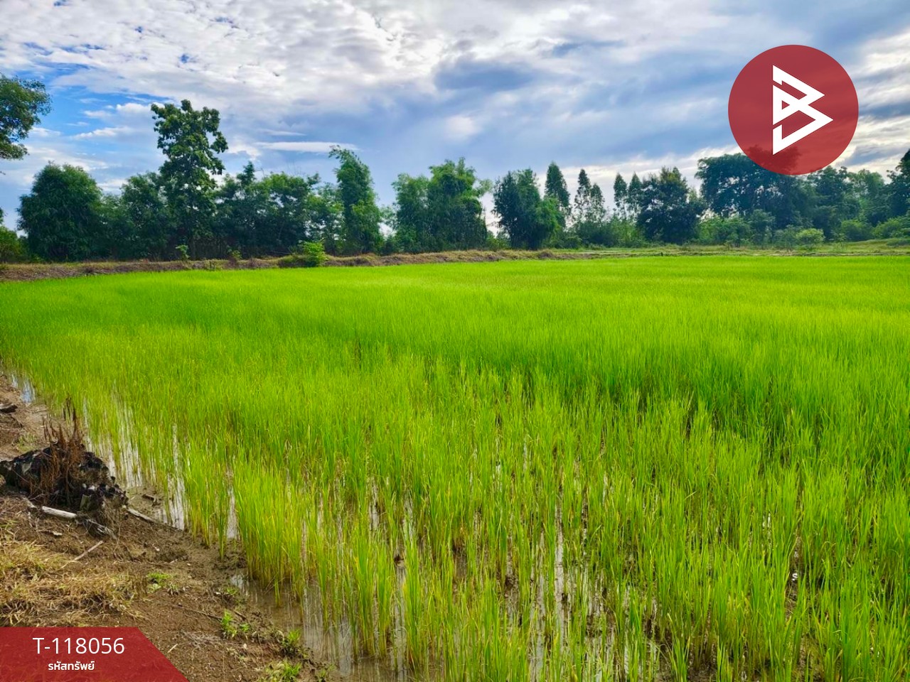 ขายที่ดินเปล่า เนื้อที่ 10 ไร่ ท่าตะโก นครสวรรค์