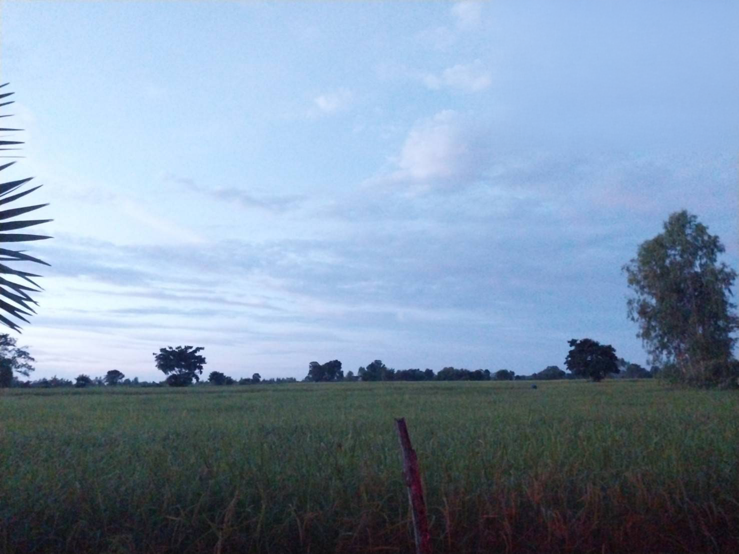 ที่ดินเปล่าสุรินทร์