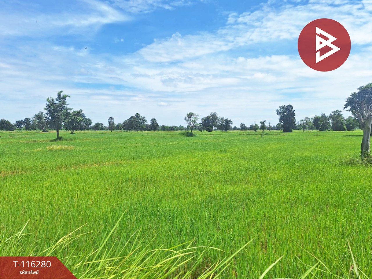ขายที่ดิน เนื้อที่ 10 ไร่ ต.หนองตาด จ.บุรีรัมย์ ราคาถูก