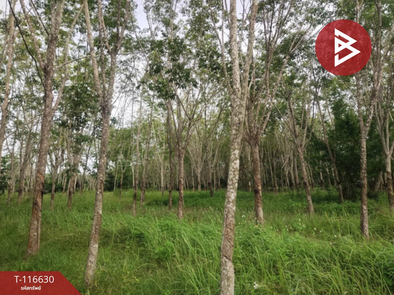 ขายที่ดิน เนื้อที่ 6 ไร่ 3 งาน 50 ตร.วา บางสะพาน ประจวบคีรีขันธ์