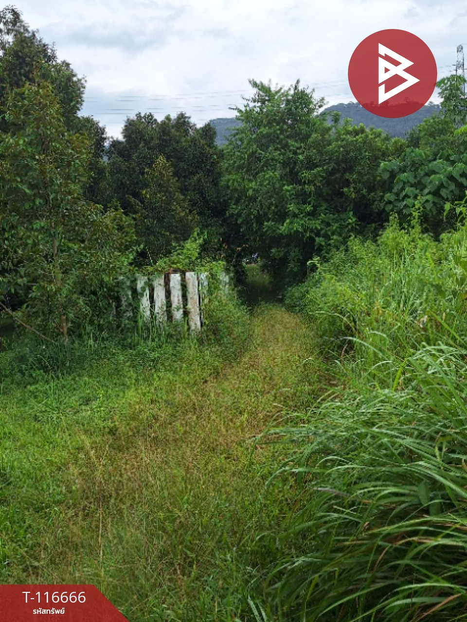 ขายที่ดิน เนื้อที่ 58 ตร.วา ทุ่งสง นครศรีธรรมราช
