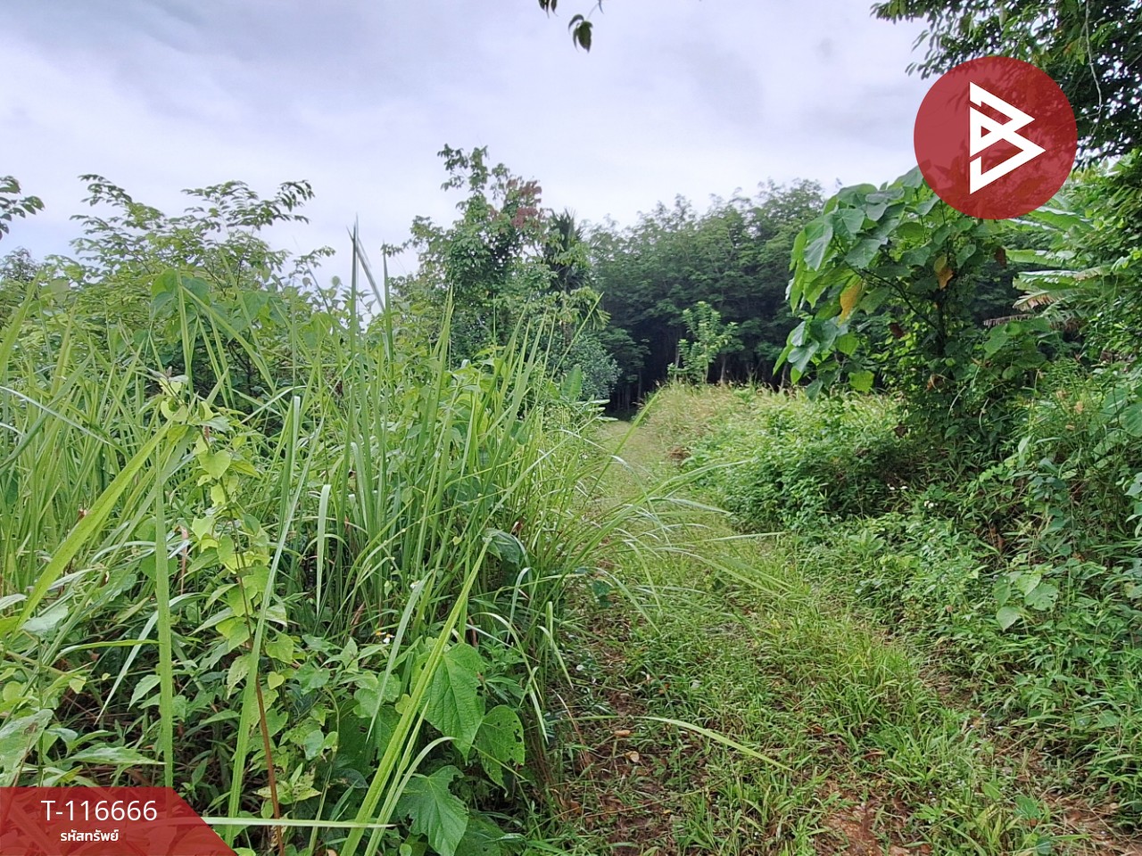 ขายที่ดิน เนื้อที่ 58 ตร.วา ทุ่งสง นครศรีธรรมราช