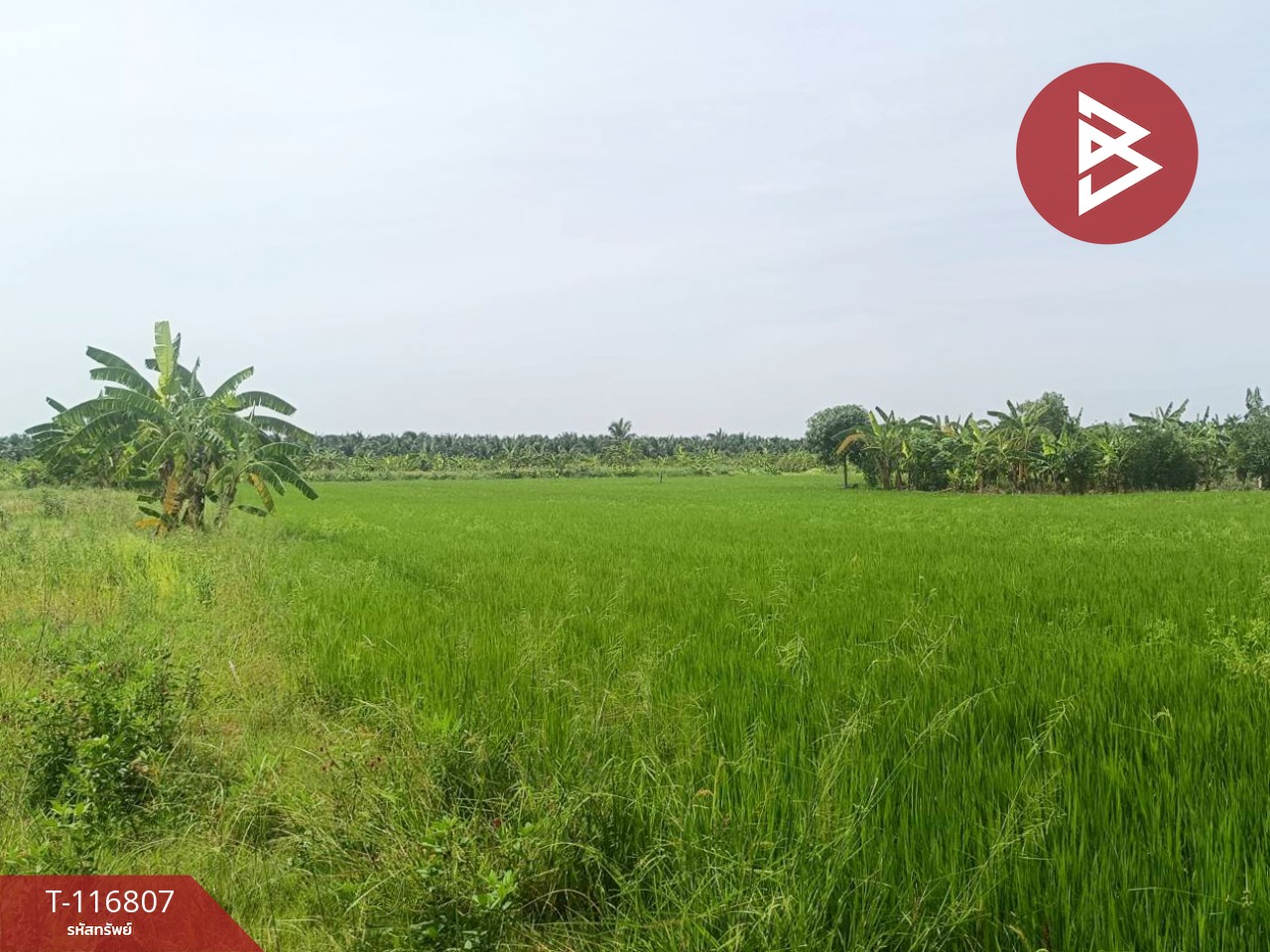 ขายที่ดิน เนื้อที่ 87 ตร.วา พุทธมณฑล นครปฐม