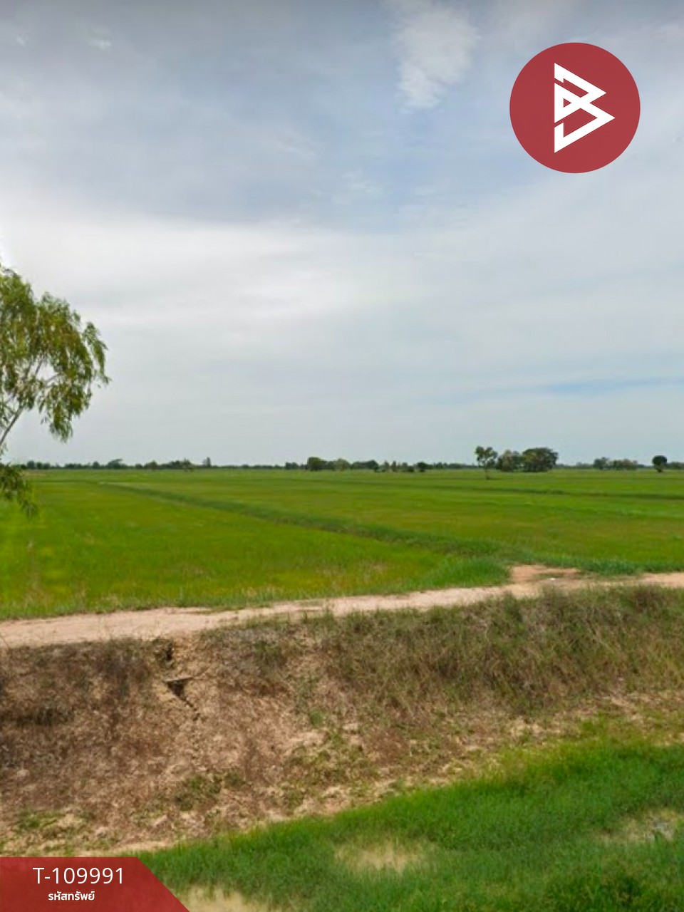 ขายที่ดิน เนื้อที่ 14 ไร่ 22 ตร.วา เมืองยาง นครราชสีมา