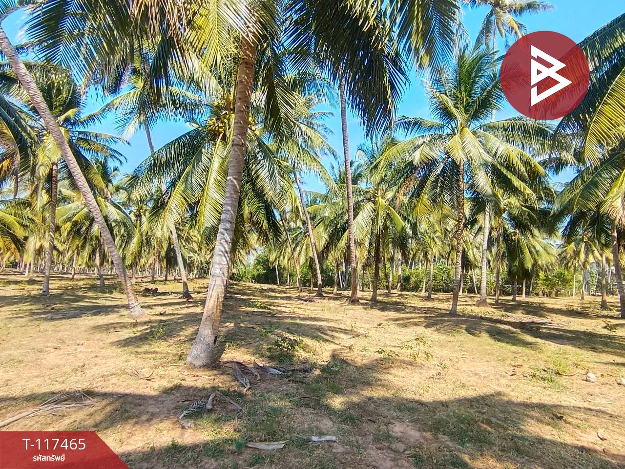 ขายที่ดิน เนื้อที่ 15 ไร่ บางสะพานน้อย ประจวบคีรีขันธ์