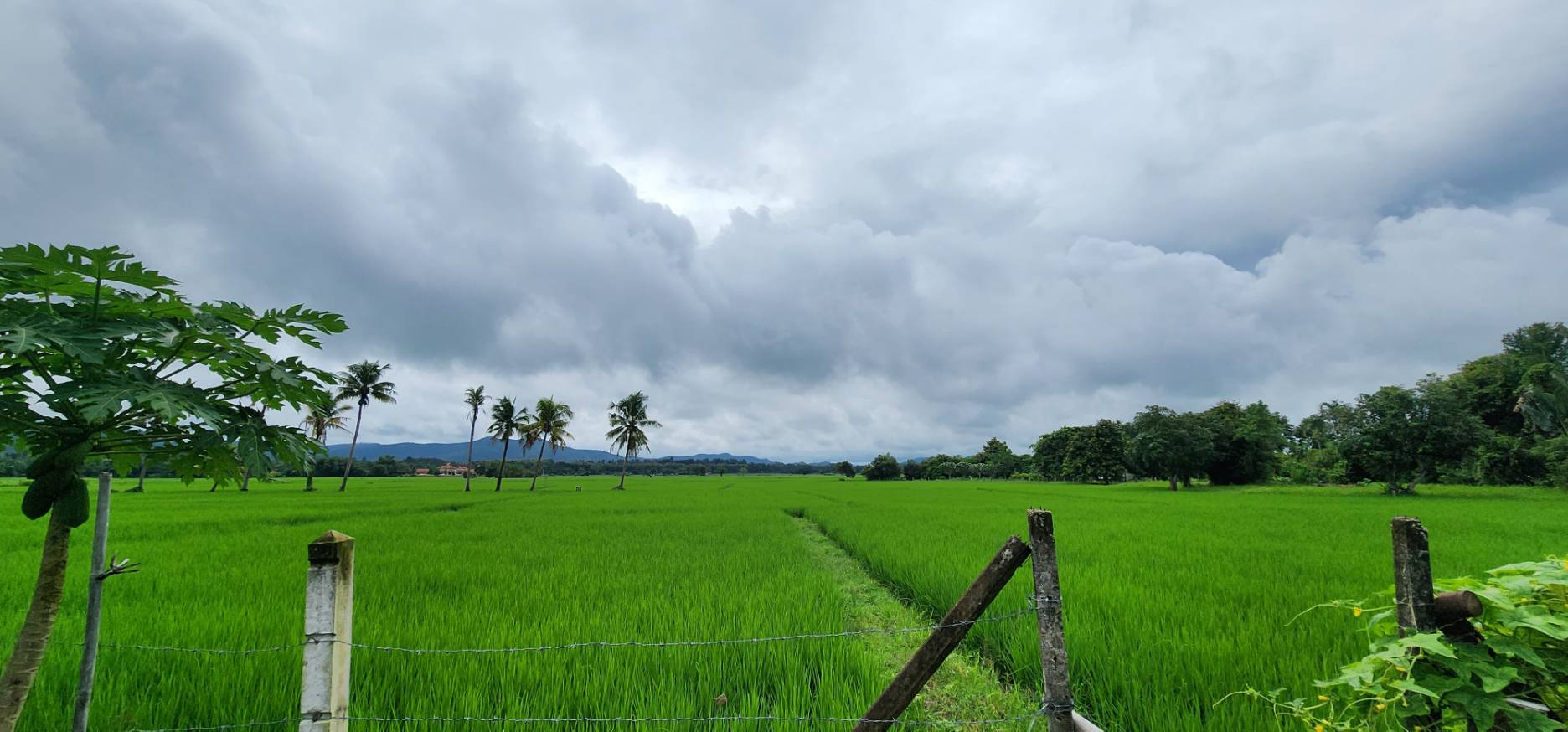 72 Rai of land for sale in Doi Saket